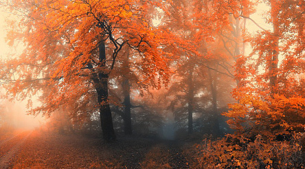 Оранжевый лес