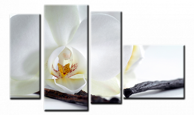 Картина Біла орхідея. Модульна - З чотирьох частин 